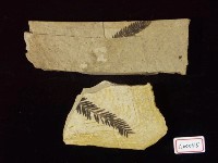 水杉化石藏品圖，第2張